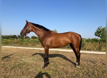 Anglo-europeisk stambok, Valack, 9 år, 170 cm, Brun