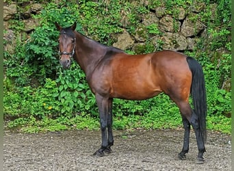 Angloarab Shagya, Klacz, 11 lat, 154 cm, Gniada