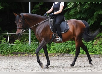 Angloarab Shagya, Klacz, 11 lat, 154 cm, Gniada