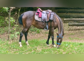 Angloarab Shagya, Klacz, 12 lat, 154 cm, Gniada