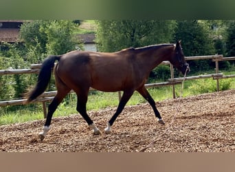 Angloarab Shagya, Klacz, 12 lat, 154 cm, Gniada