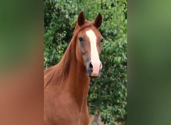 Angloarab Shagya, Klacz, 12 lat, 155 cm, Kasztanowata