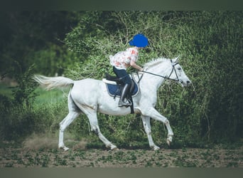 Angloarab Shagya, Klacz, 14 lat, 155 cm, Siwa w hreczce