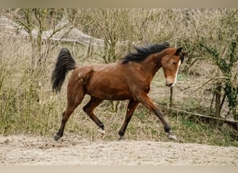 Angloarab Shagya, Klacz, 16 lat, 150 cm, Gniada