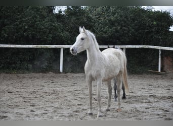 Angloarab Shagya, Klacz, 16 lat, 155 cm, Siwa