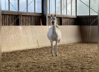 Angloarab Shagya, Klacz, 16 lat, 158 cm, Siwa