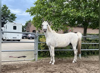 Angloarab Shagya, Klacz, 16 lat, 158 cm, Siwa