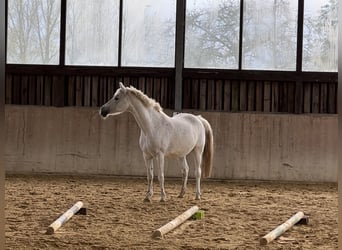 Angloarab Shagya, Klacz, 16 lat, 158 cm, Siwa