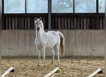 Angloarab Shagya, Klacz, 16 lat, 158 cm, Siwa