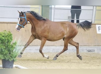 Angloarab Shagya, Klacz, 19 lat, 150 cm, Gniada