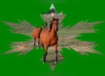 Angloarab Shagya, Klacz, 1 Rok, Gniada