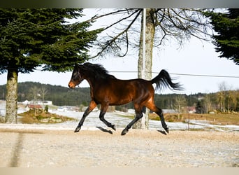 Angloarab Shagya, Klacz, 4 lat, 156 cm, Gniada