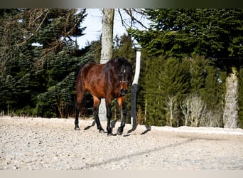 Angloarab Shagya, Klacz, 4 lat, 156 cm, Gniada