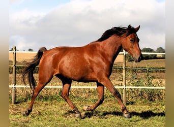 Angloarab Shagya, Klacz, 5 lat, 148 cm, Gniada