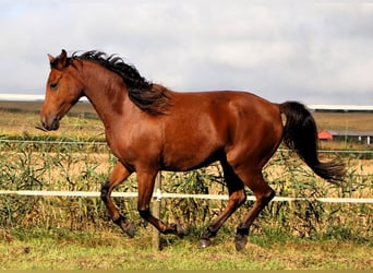 Angloarab Shagya, Klacz, 5 lat, 148 cm, Gniada