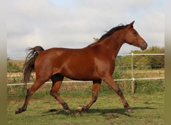 Angloarab Shagya, Klacz, 5 lat, 148 cm, Gniada