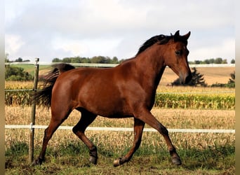 Angloarab Shagya, Klacz, 5 lat, 148 cm, Gniada