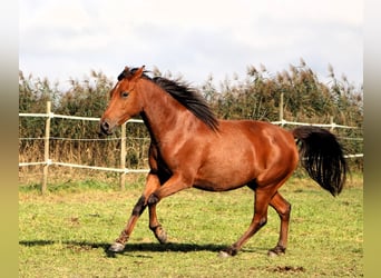 Angloarab Shagya, Klacz, 5 lat, 148 cm, Gniada