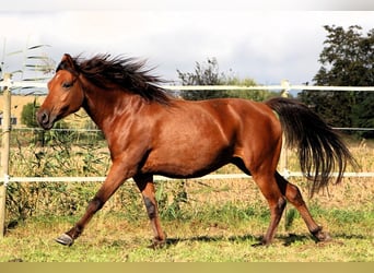 Angloarab Shagya, Klacz, 5 lat, 148 cm, Gniada