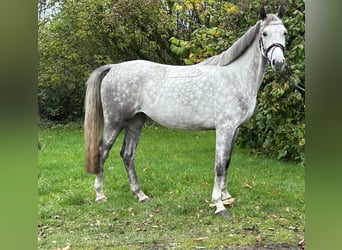 Angloarab Shagya, Klacz, 5 lat, 152 cm, Siwa
