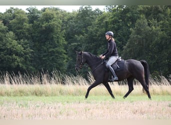 Angloarab Shagya, Klacz, 5 lat, 158 cm, Kara