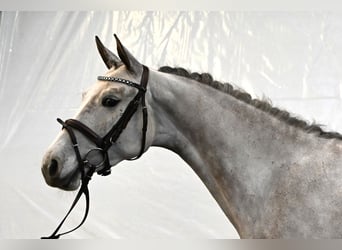 Angloarab Shagya, Klacz, 6 lat, 153 cm, Siwa