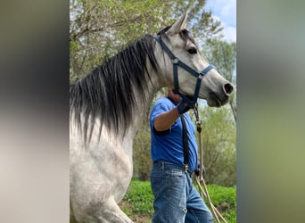 Angloarab Shagya, Klacz, 6 lat, 156 cm, Siwa