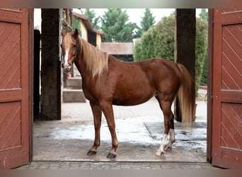 Angloarab Shagya, Klacz, 7 lat, 154 cm