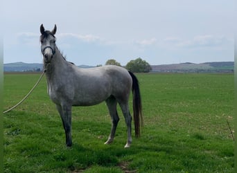 Angloarab Shagya, Klacz, 7 lat, 156 cm, Siwa