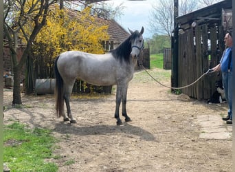 Angloarab Shagya, Klacz, 7 lat, 156 cm, Siwa