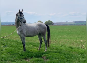 Angloarab Shagya, Klacz, 7 lat, 156 cm, Siwa