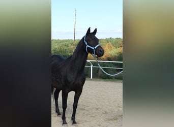 Angloarab Shagya, Klacz, 8 lat, 154 cm, Ciemnogniada