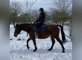 Angloarab Shagya, Klacz, 9 lat, 152 cm, Gniada