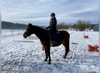 Angloarab Shagya, Klacz, 9 lat, 152 cm, Gniada