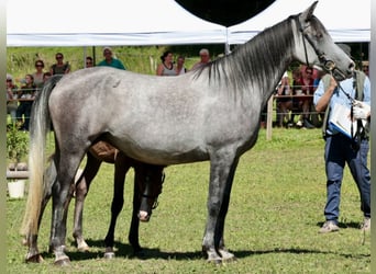 Angloarab Shagya, Ogier, 1 Rok, 157 cm, Może być siwy