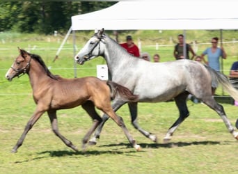 Angloarab Shagya, Ogier, 1 Rok, 157 cm, Może być siwy