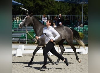 Angloarab Shagya, Ogier, 1 Rok, 157 cm, Może być siwy