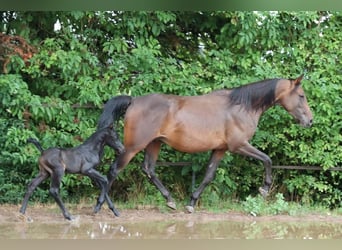 Angloarab Shagya Mix, Ogier, 2 lat, 154 cm, Może być siwy