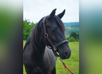 Angloarab Shagya, Ogier, 2 lat, 155 cm, Może być siwy