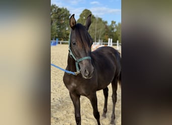 Angloarab Shagya, Ogier, 2 lat, 160 cm, Ciemnokasztanowata