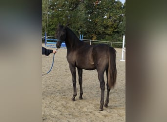 Angloarab Shagya, Ogier, 2 lat, 160 cm, Ciemnokasztanowata