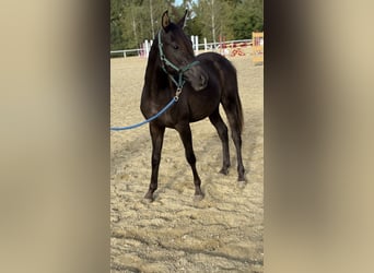 Angloarab Shagya, Ogier, 2 lat, 160 cm, Ciemnokasztanowata