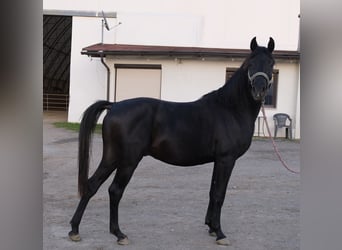 Angloarab Shagya, Ogier, 2 lat, 160 cm, Siwa