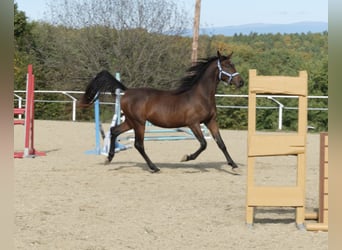 Angloarab Shagya, Ogier, 3 lat, 160 cm, Gniada