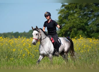 Angloarab Shagya, Ogier, 9 lat, 161 cm, Siwa