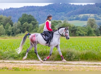 Angloarab Shagya, Ogier, 9 lat, 161 cm, Siwa