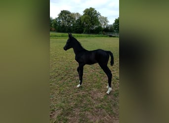 Angloarab Shagya, Ogier, , 164 cm, Kara