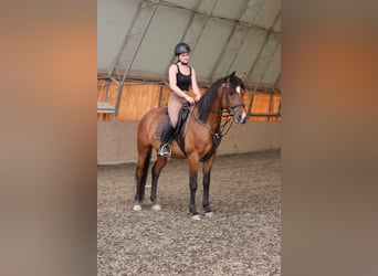 Angloarab Shagya, Wałach, 15 lat, 150 cm, Gniada