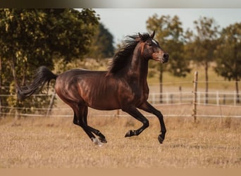 Angloarab Shagya, Wałach, 3 lat, 157 cm, Gniada