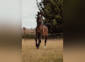 Angloarab Shagya, Wałach, 3 lat, 157 cm, Gniada